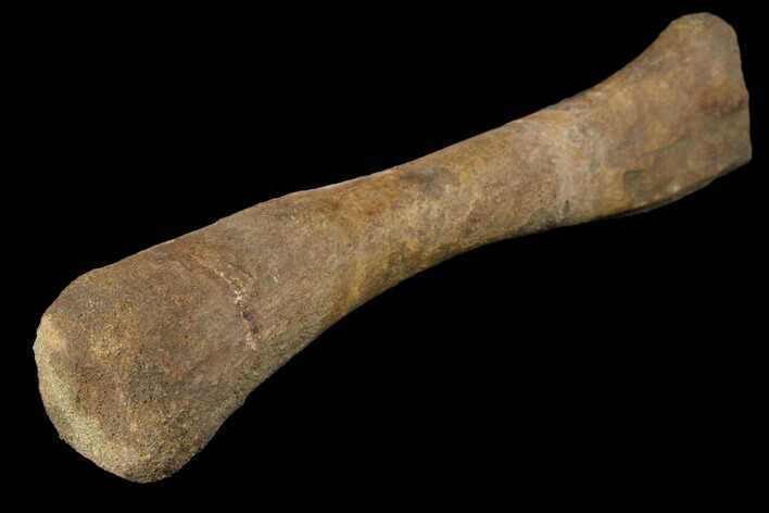 Edmontosaurus (Duck-Billed Dinosaur) Ulna Bone - Montana #129792